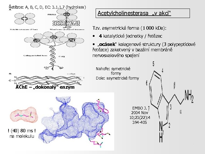 Řetězce: A, B, C, D, EC: 3. 1. 1. 7 (hydrolasa) Acetylcholinesterasa „v akci“
