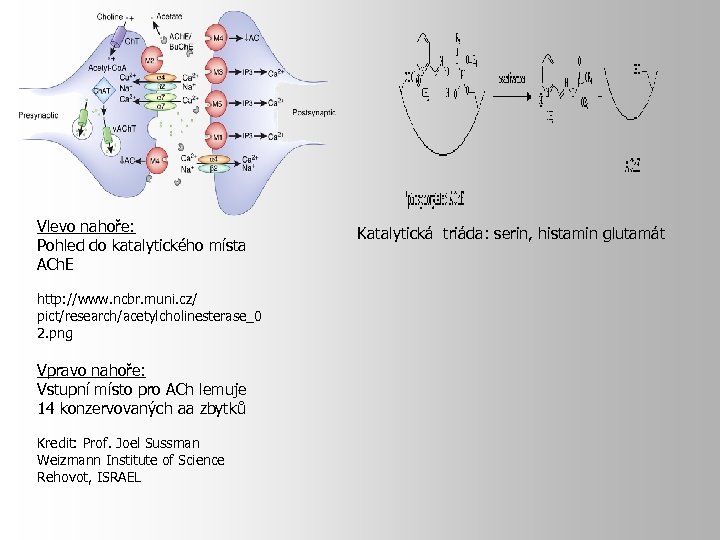 Vlevo nahoře: Pohled do katalytického místa ACh. E http: //www. ncbr. muni. cz/ pict/research/acetylcholinesterase_0