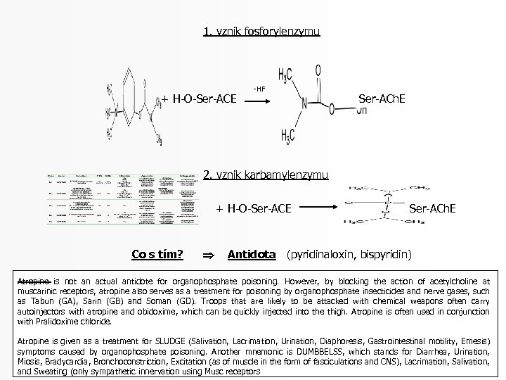 1. vznik fosforylenzymu + H-O-Ser-ACE -HF Ser-ACh. E 2. vznik karbamylenzymu + H-O-Ser-ACE Co