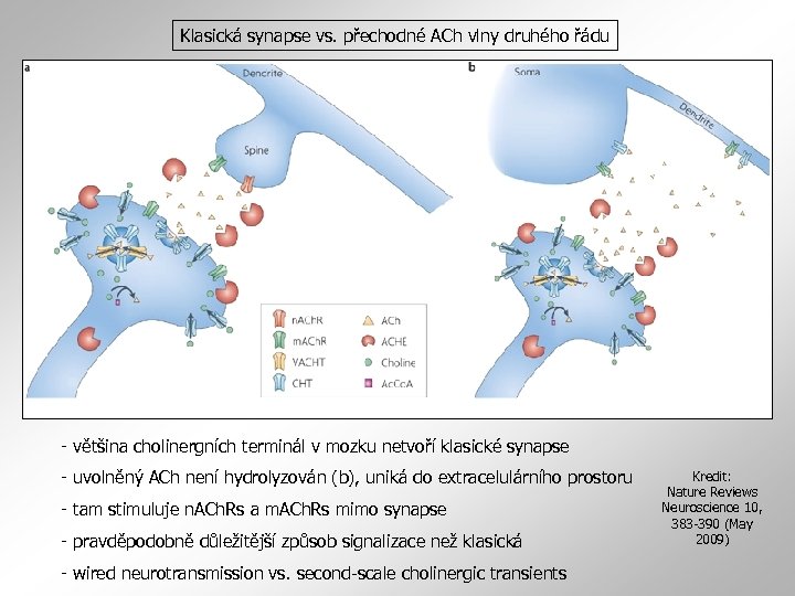 Klasická synapse vs. přechodné ACh vlny druhého řádu - většina cholinergních terminál v mozku