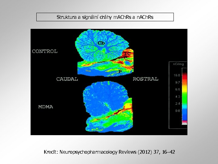 Struktura a signální dráhy m. ACh. Rs a n. ACh. Rs Kredit: Neuropsychopharmacology Reviews