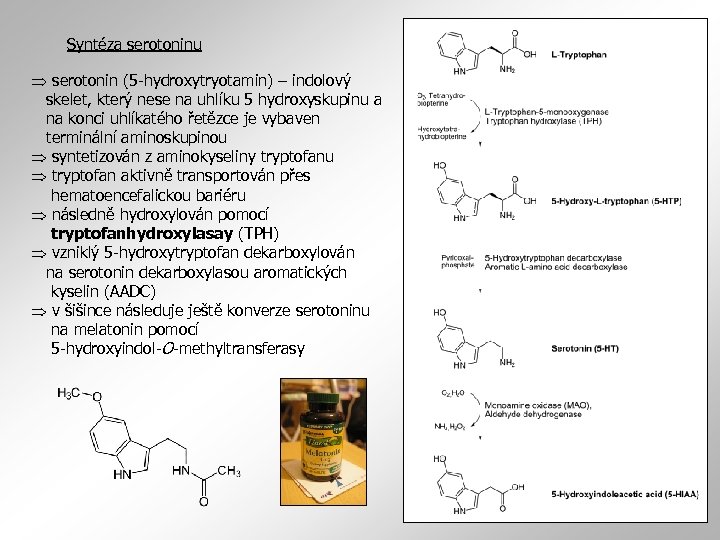 Syntéza serotoninu serotonin (5 -hydroxytryotamin) – indolový skelet, který nese na uhlíku 5 hydroxyskupinu