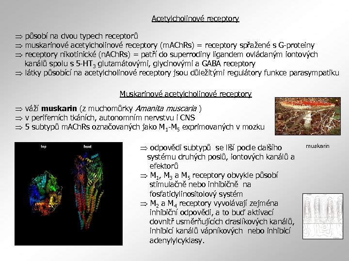 Acetylcholinové receptory působí na dvou typech receptorů muskarinové acetylcholinové receptory (m. ACh. Rs) =
