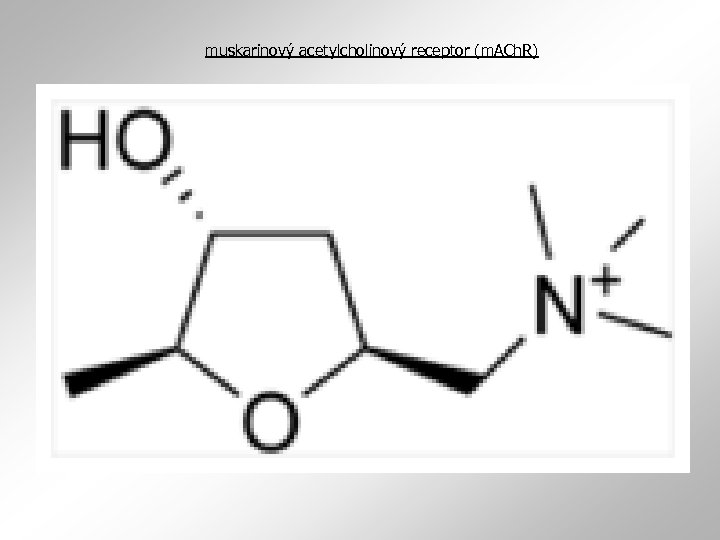 muskarinový acetylcholinový receptor (m. ACh. R) 