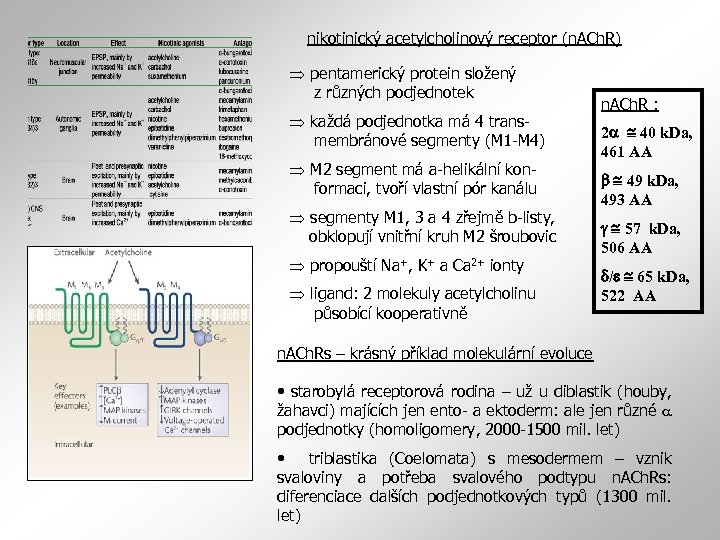 nikotinický acetylcholinový receptor (n. ACh. R) pentamerický protein složený z různých podjednotek každá podjednotka