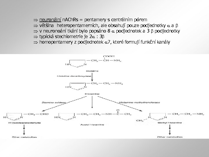  neuronální n. ACh. Rs = pentamery s centrálním pórem většina heteropentamerních, ale obsahují