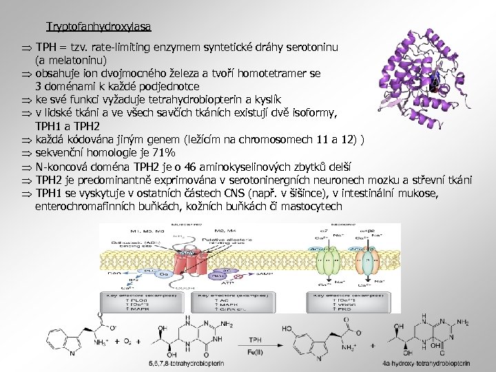 Tryptofanhydroxylasa TPH = tzv. rate-limiting enzymem syntetické dráhy serotoninu (a melatoninu) obsahuje ion dvojmocného