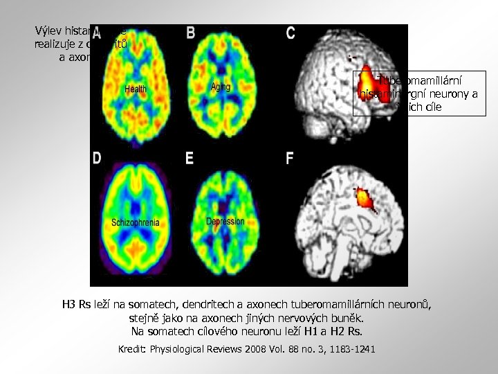 Výlev histaminu se realizuje z dendritů a axonů. Tuberomamillární histaminergní neurony a jejich cíle