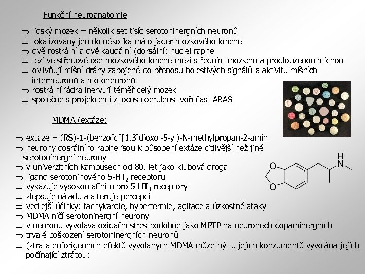 Funkční neuroanatomie lidský mozek = několik set tisíc serotoninergních neuronů lokalizovány jen do několika