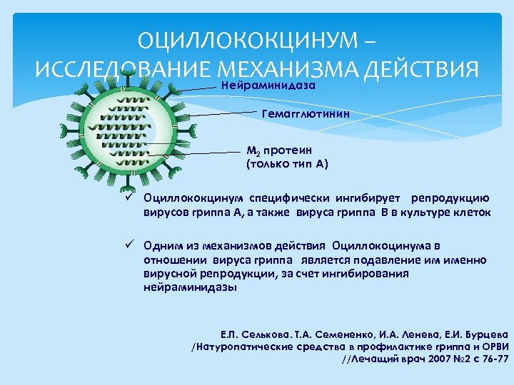 ОЦИЛЛОКОКЦИНУМ – ИССЛЕДОВАНИЕ МЕХАНИЗМА ДЕЙСТВИЯ Нейраминидаза Гемагглютинин M 2 протеин (только тип A) ü