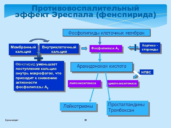 Противовоспалительный эффект Эреспала (фенспирида) Фосфолипиды клеточных мембран Мембранный кальций Внутриклеточный кальций Фенспирид уменьшает поступление