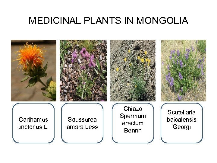MEDICINAL PLANTS IN MONGOLIA Carthamus tinctorius L. Saussurea amara Less Chiazo Spermum erectum Bennh