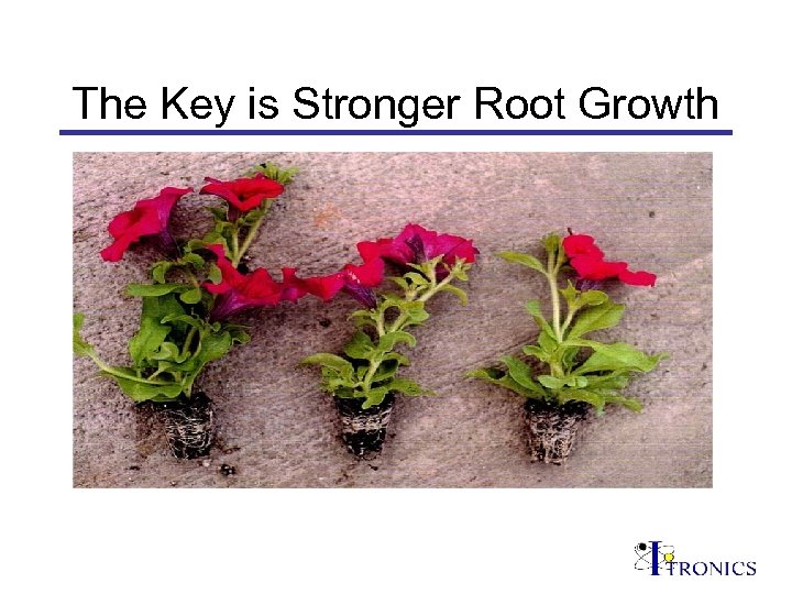 The Key is Stronger Root Growth 