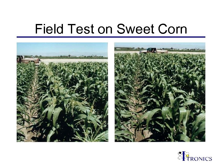 Field Test on Sweet Corn 