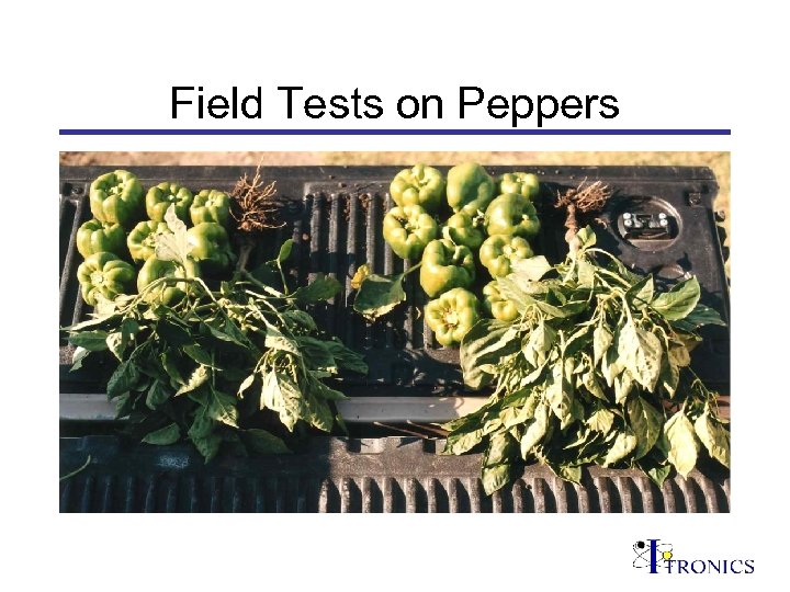 Field Tests on Peppers 