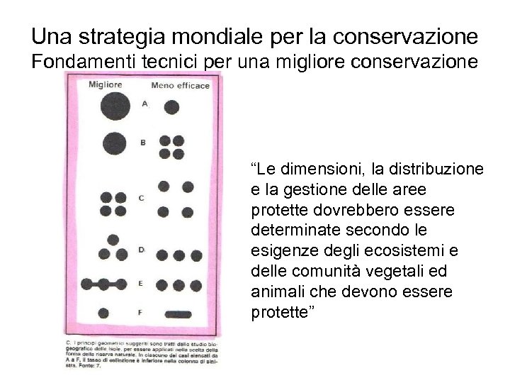 Una strategia mondiale per la conservazione Fondamenti tecnici per una migliore conservazione “Le dimensioni,