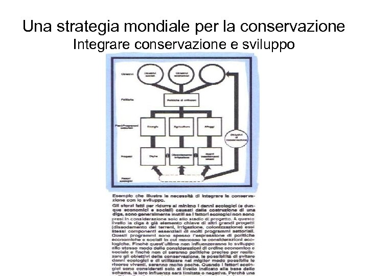 Una strategia mondiale per la conservazione Integrare conservazione e sviluppo 