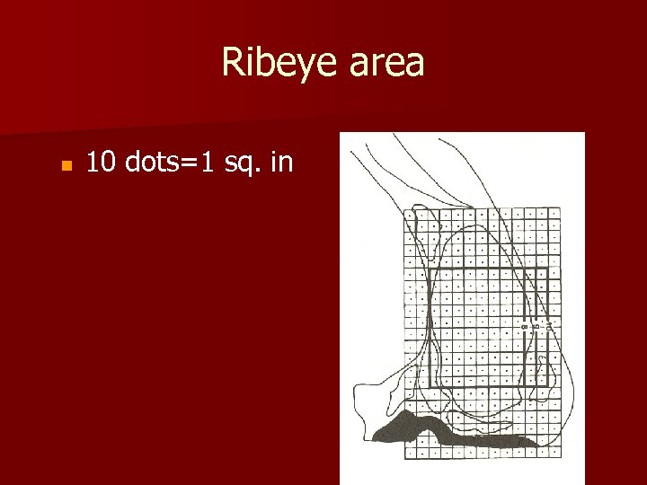 Ribeye area n 10 dots=1 sq. in 