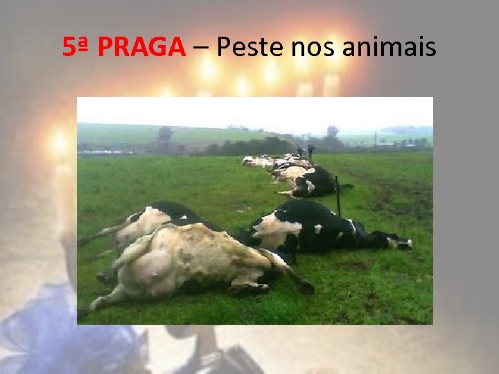 5ª PRAGA – Peste nos animais 