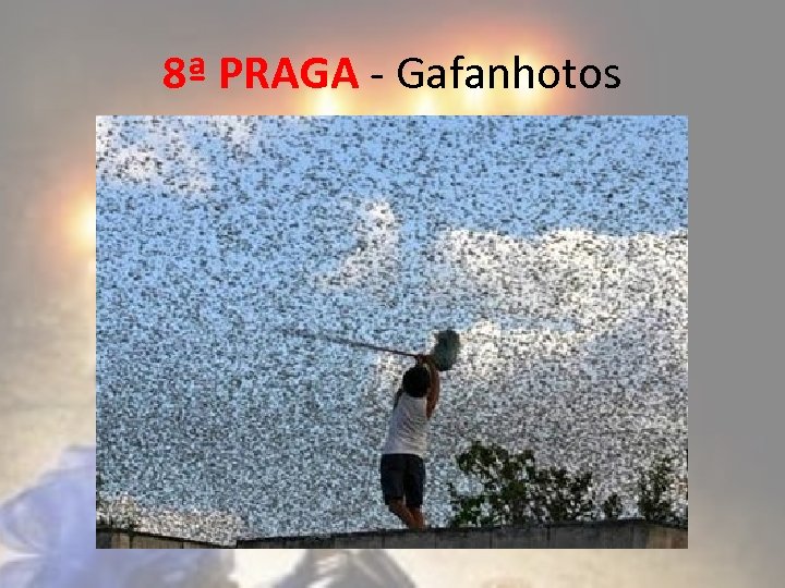 8ª PRAGA - Gafanhotos 
