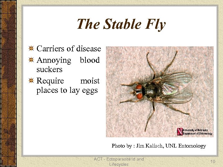 The Stable Fly Carriers of disease Annoying blood suckers Require moist places to lay