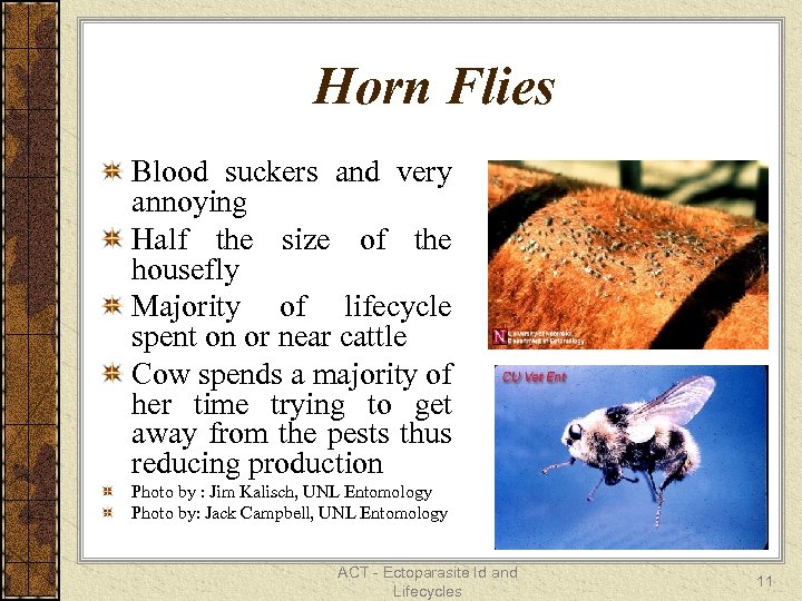 Horn Flies Blood suckers and very annoying Half the size of the housefly Majority