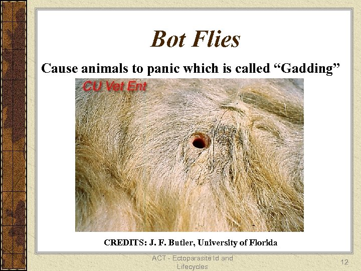 Bot Flies Cause animals to panic which is called “Gadding” CREDITS: J. F. Butler,