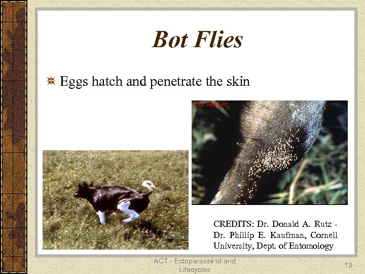 Bot Flies Eggs hatch and penetrate the skin CREDITS: Dr. Donald A. Rutz Dr.