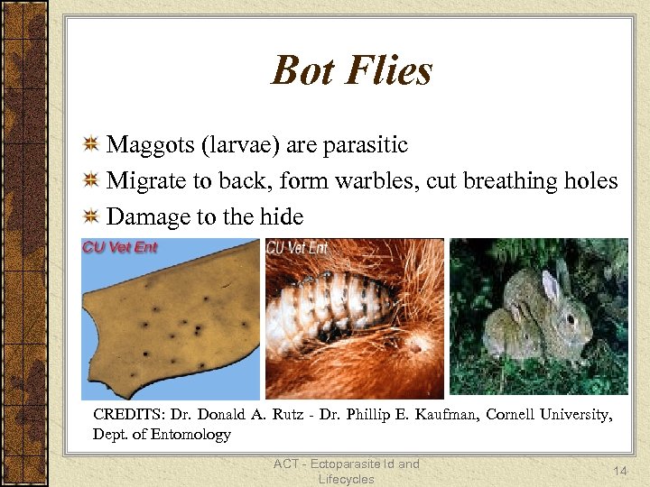 Bot Flies Maggots (larvae) are parasitic Migrate to back, form warbles, cut breathing holes