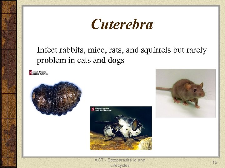 Cuterebra Infect rabbits, mice, rats, and squirrels but rarely problem in cats and dogs