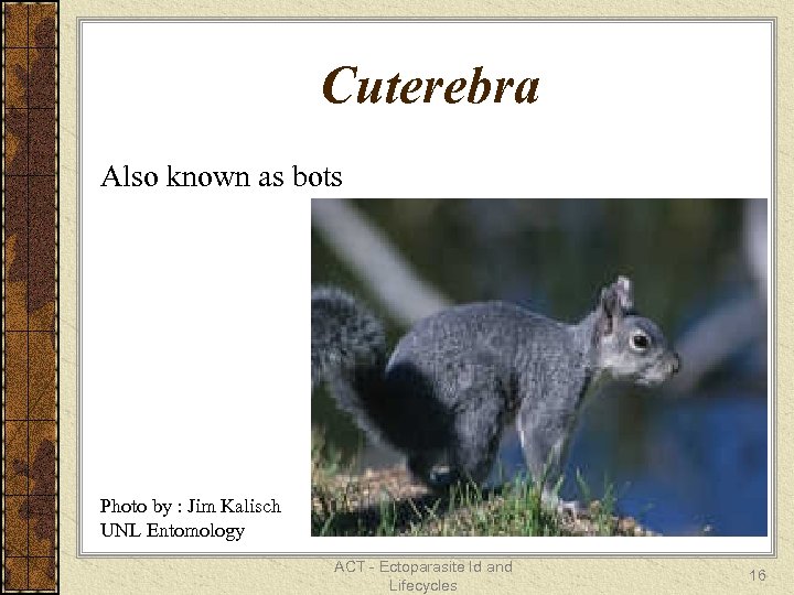 Cuterebra Also known as bots Photo by : Jim Kalisch UNL Entomology ACT -