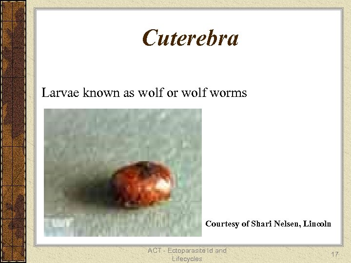 Cuterebra Larvae known as wolf or wolf worms Courtesy of Shari Nelsen, Lincoln ACT