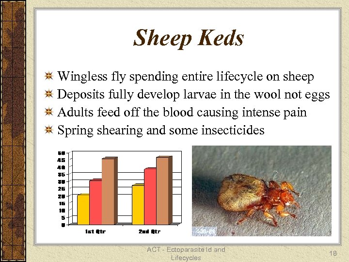 Sheep Keds Wingless fly spending entire lifecycle on sheep Deposits fully develop larvae in