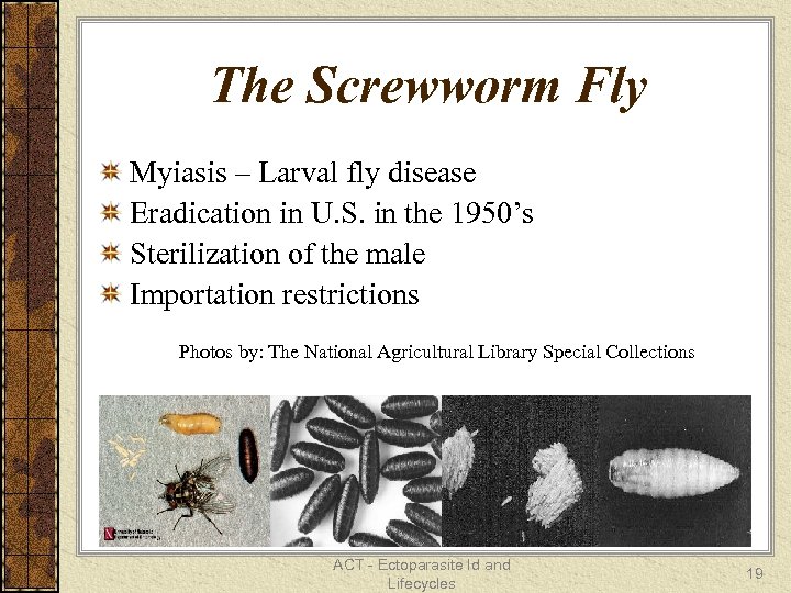 The Screwworm Fly Myiasis – Larval fly disease Eradication in U. S. in the