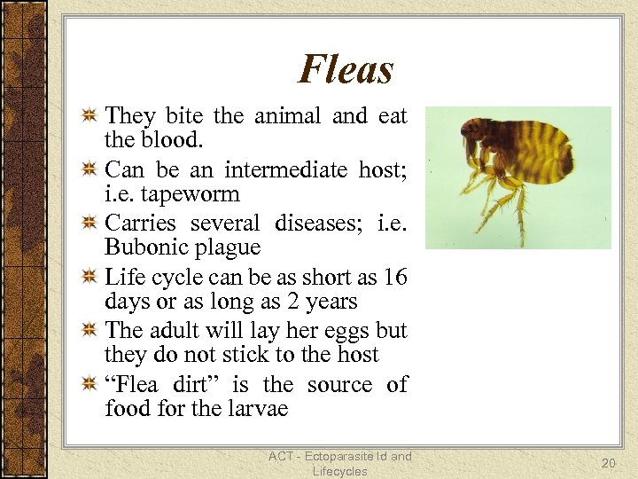 Fleas They bite the animal and eat the blood. Can be an intermediate host;