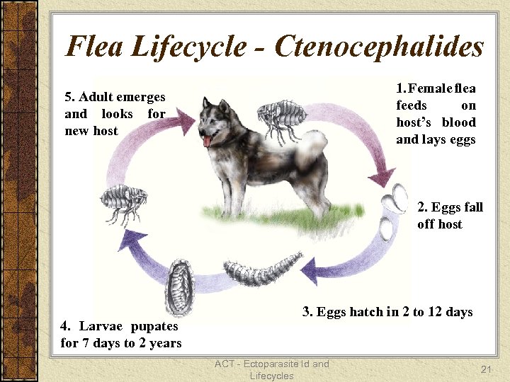 Flea Lifecycle - Ctenocephalides 1. Female flea feeds on host’s blood and lays eggs