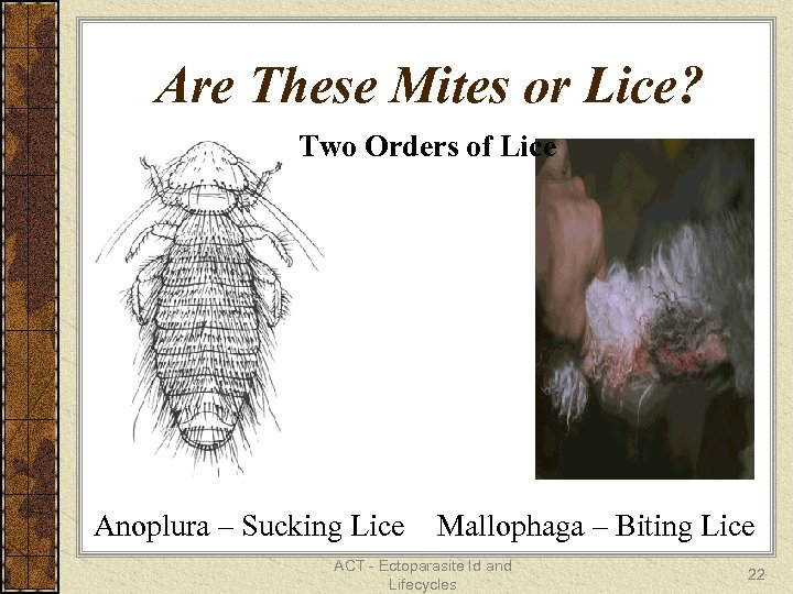 Are These Mites or Lice? Two Orders of Lice Anoplura – Sucking Lice Mallophaga