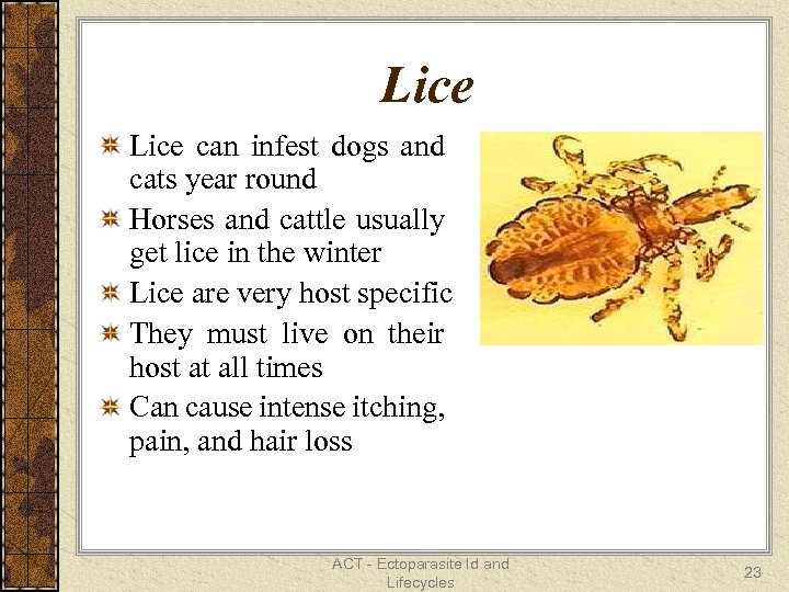 Lice can infest dogs and cats year round Horses and cattle usually get lice