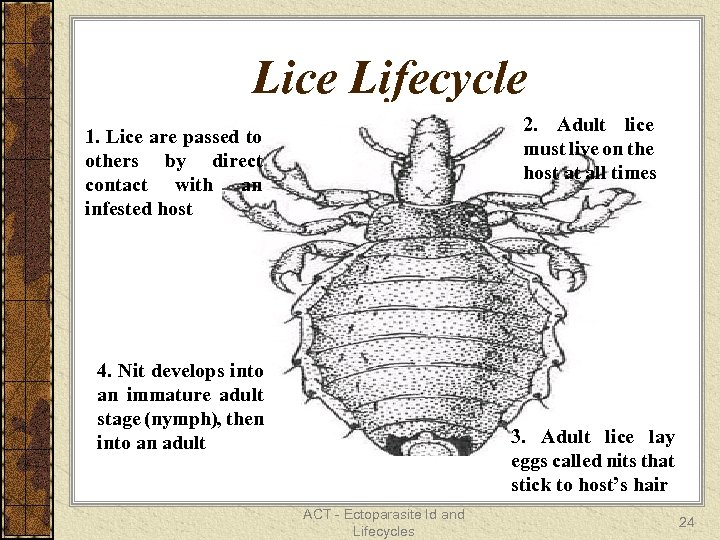 Lice Lifecycle 2. Adult lice must live on the host at all times 1.