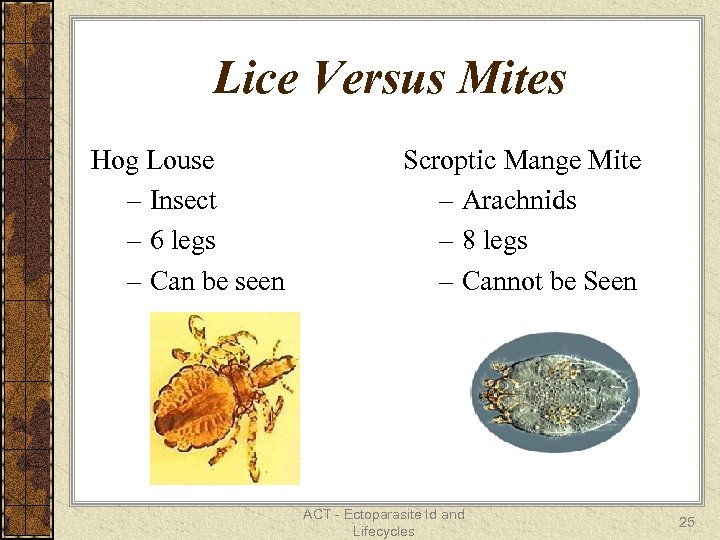 Lice Versus Mites Hog Louse – Insect – 6 legs – Can be seen