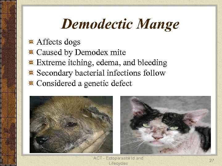 Demodectic Mange Affects dogs Caused by Demodex mite Extreme itching, edema, and bleeding Secondary