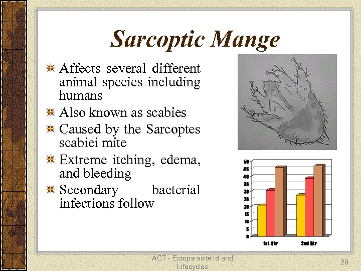 Sarcoptic Mange Affects several different animal species including humans Also known as scabies Caused