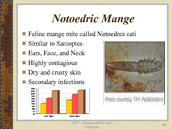 Notoedric Mange Feline mange mite called Notoedres cati Similar to Sarcoptes Ears, Face, and