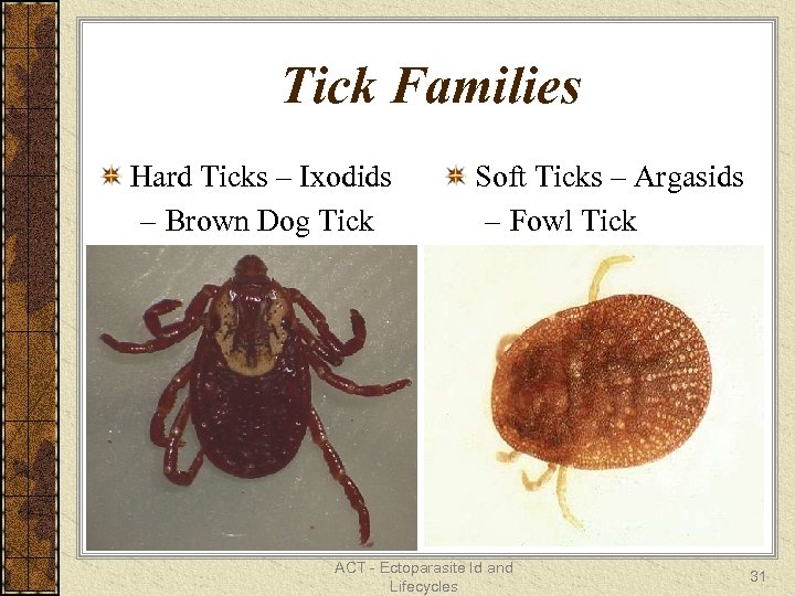 Tick Families Hard Ticks – Ixodids – Brown Dog Tick Soft Ticks – Argasids