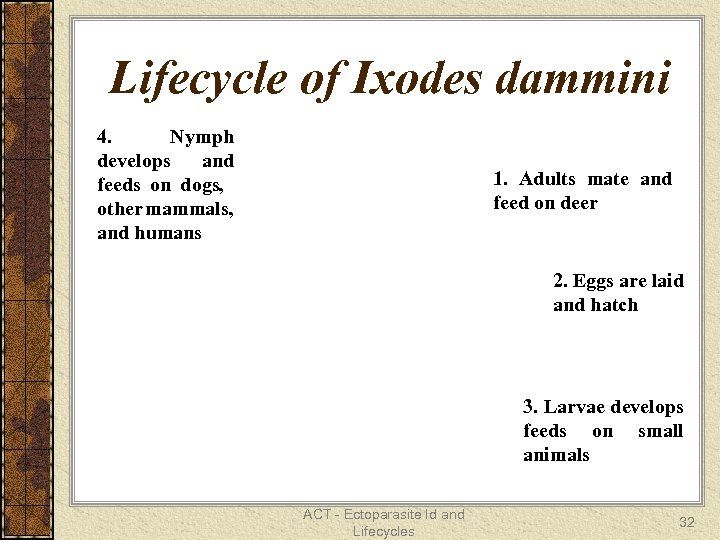 Lifecycle of Ixodes dammini 4. Nymph develops and feeds on dogs, other mammals, and