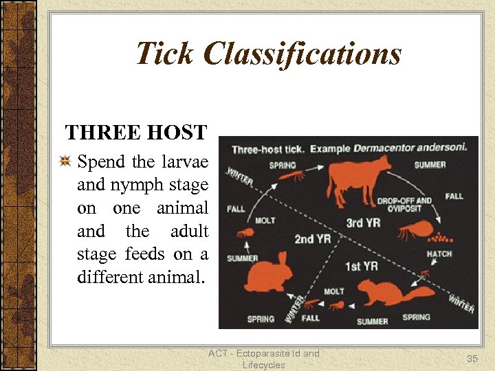 Tick Classifications THREE HOST Spend the larvae and nymph stage on one animal and