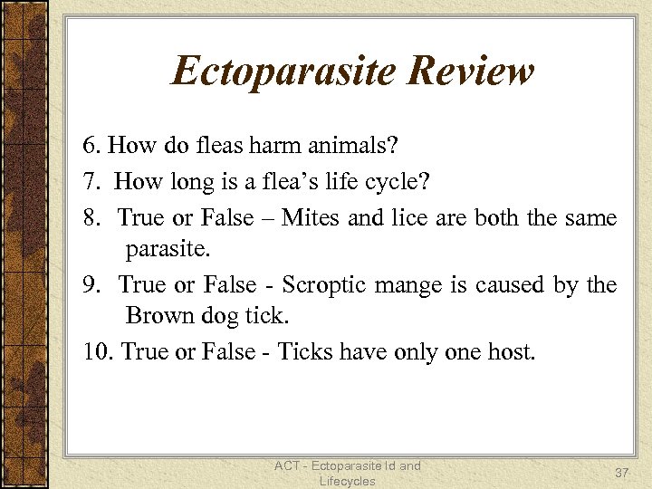 Ectoparasite Review 6. How do fleas harm animals? 7. How long is a flea’s