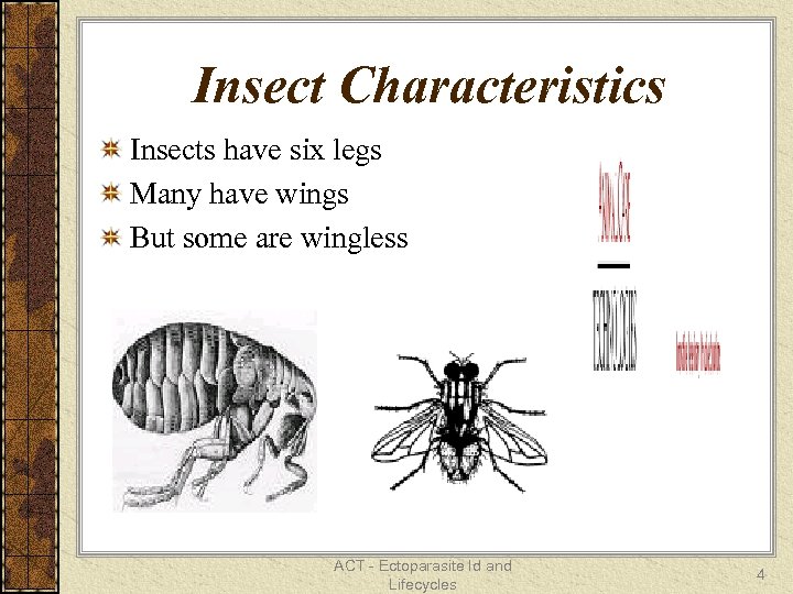 Insect Characteristics Insects have six legs Many have wings But some are wingless ACT