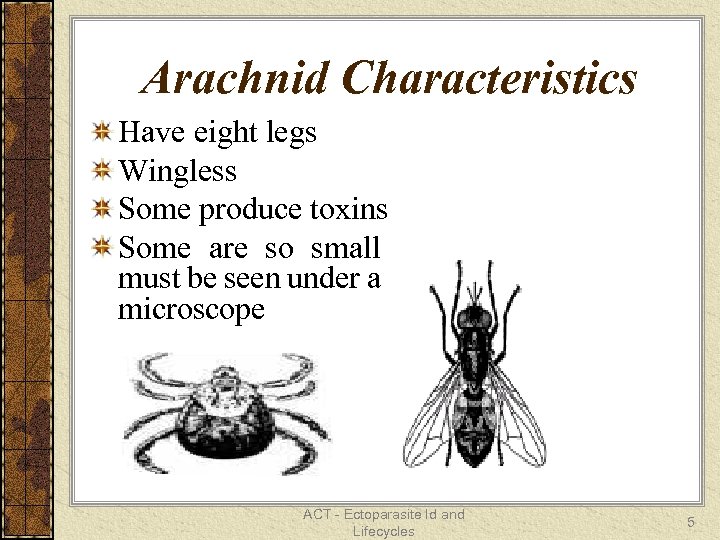 Arachnid Characteristics Have eight legs Wingless Some produce toxins Some are so small must