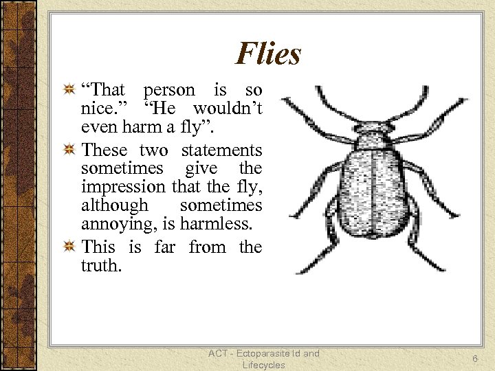 Flies “That person is so nice. ” “He wouldn’t even harm a fly”. These